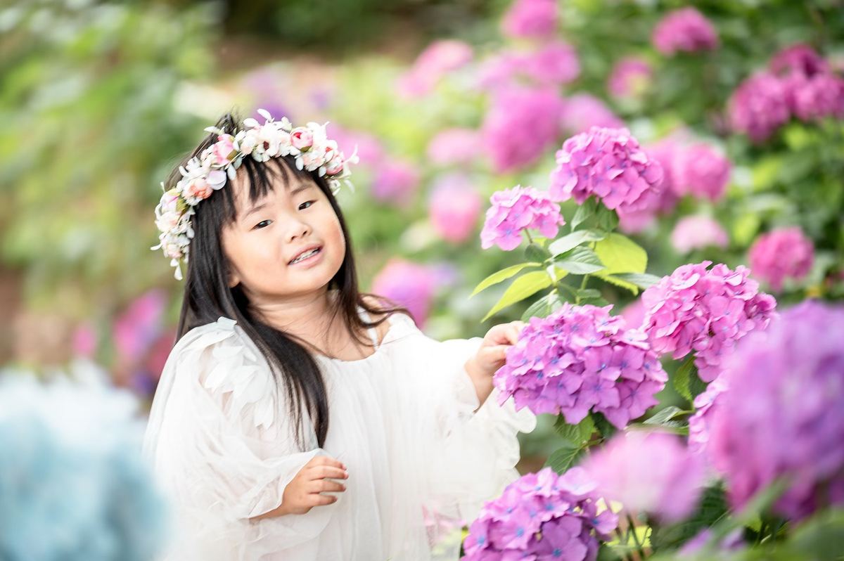 紫陽花のロケーション撮影