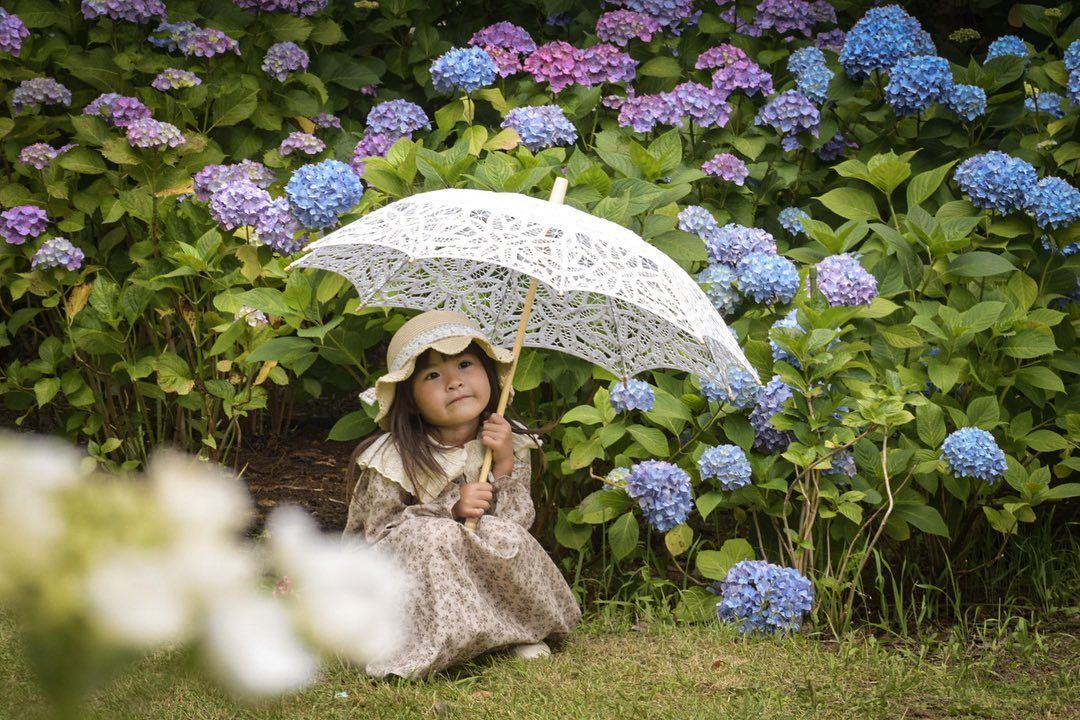 紫陽花のロケーション撮影