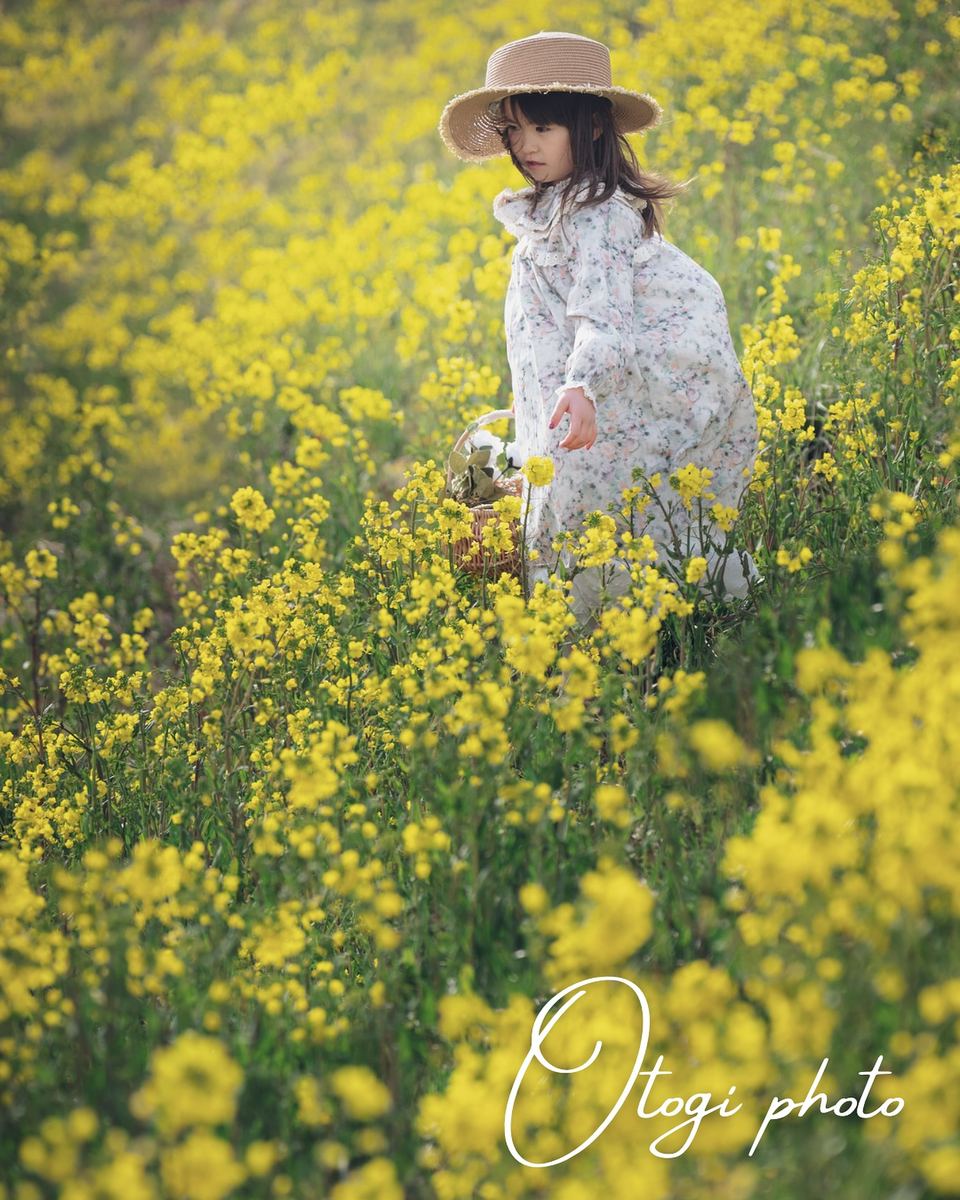 菜の花畑のロケーション撮影