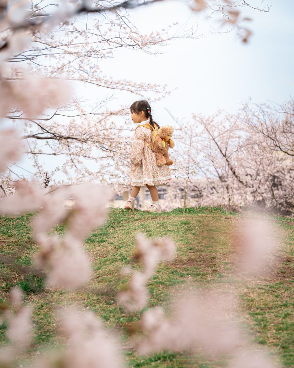 桜のロケーション撮影