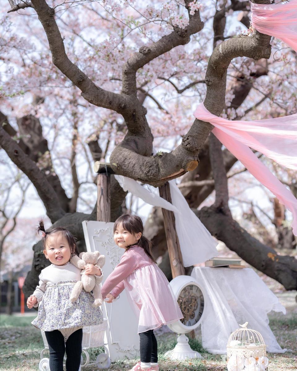 桜のロケーション撮影