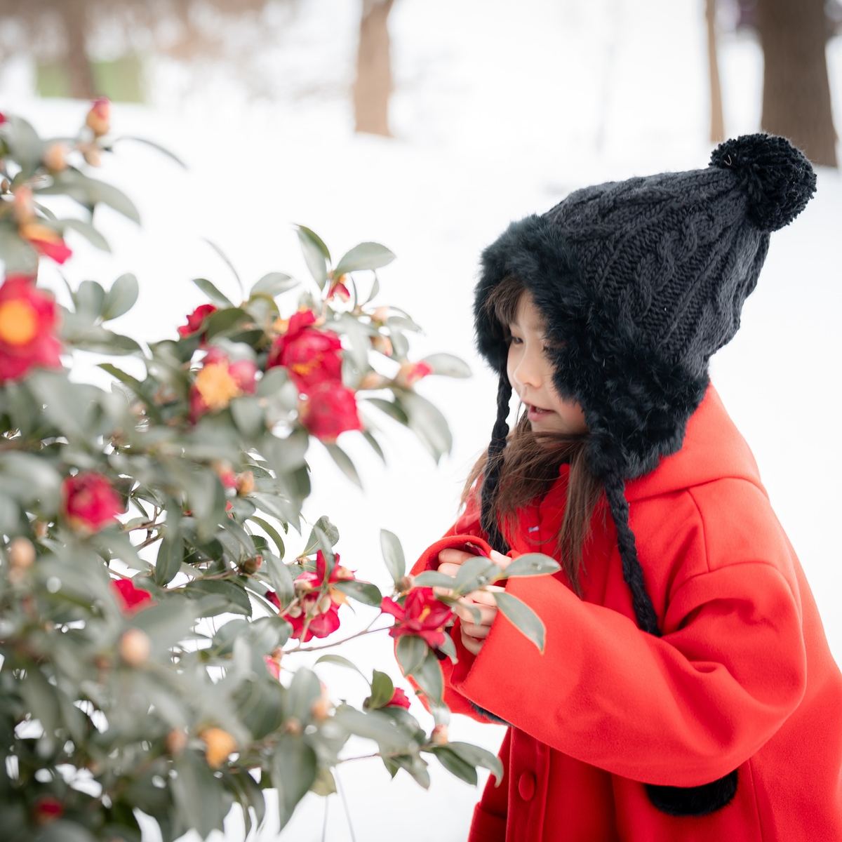 雪景色とカメリアのロケーション撮影